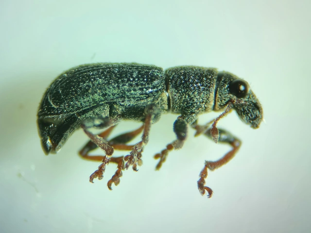 Sitona waterhousei - dülledtszemű csipkézőbogár