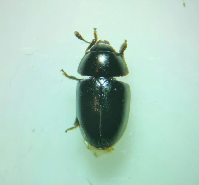 Phalacridae - kalászbogárfélék Phalacridae - kalászbogárfélék