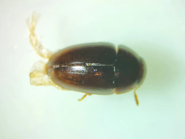 Phalacridae - kalászbogárfélék Phalacridae - kalászbogárfélék