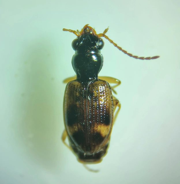 Bembidion articulatum - öves gyorsfutó