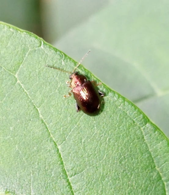 Crepidodera