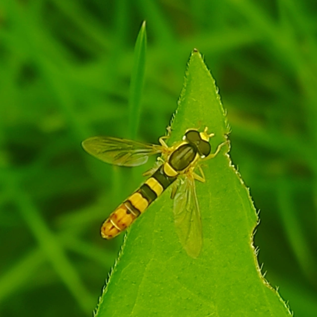 Sphaerophoria