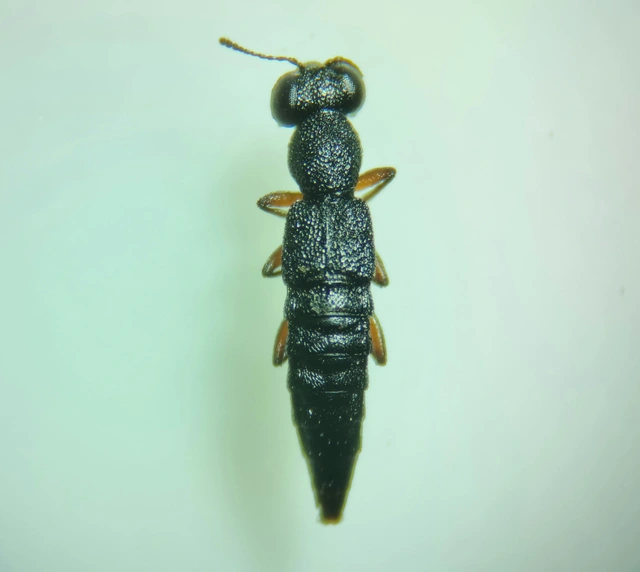 Stenus humilis - avarlakó szemesholyva Stenus humilis - avarlakó szemesholyva