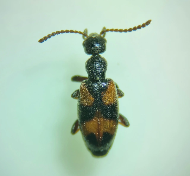 Anthicus antherinus - közönséges fürgebogár