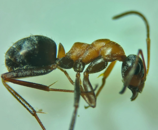 Formica rufibarbis - vörös rabszolgahangya