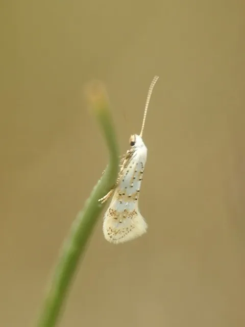 Elachista
