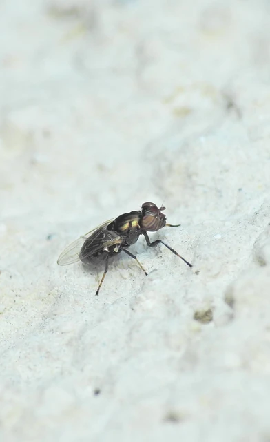 Physiphora alceae