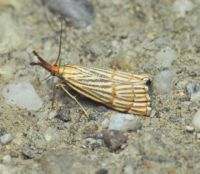 Chrysocrambus linetella - déli fűgyökérmoly