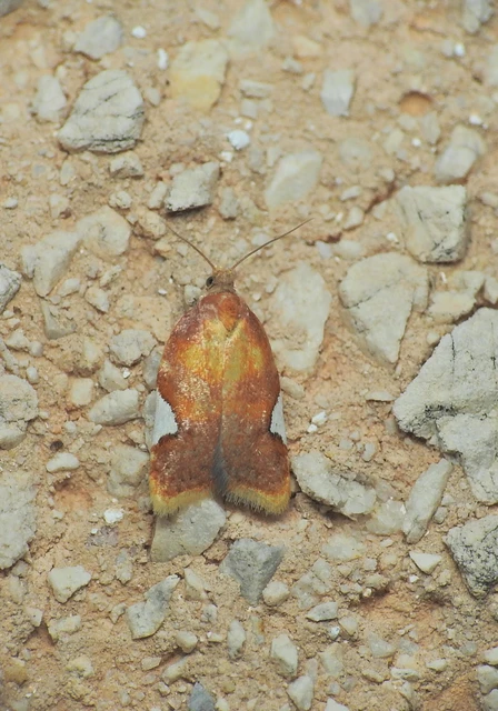 Acleris holmiana - fehérfoltos levélmoly