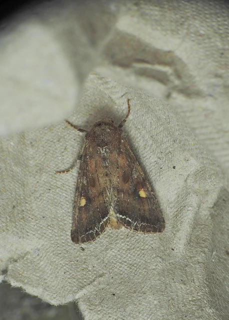 Lacanobia oleracea - saláta-kertibagoly