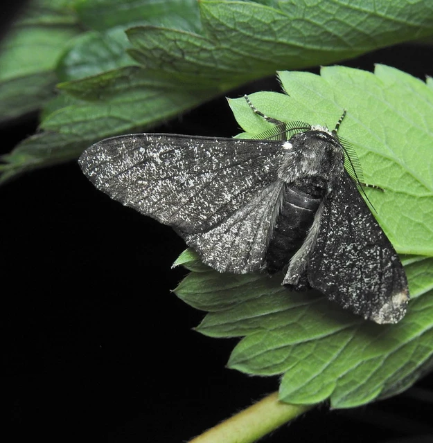 Biston betularia - szürkepettyes araszoló