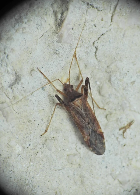 Phytocoris