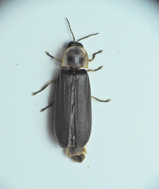 Lampyris noctiluca - nagy szentjánosbogár