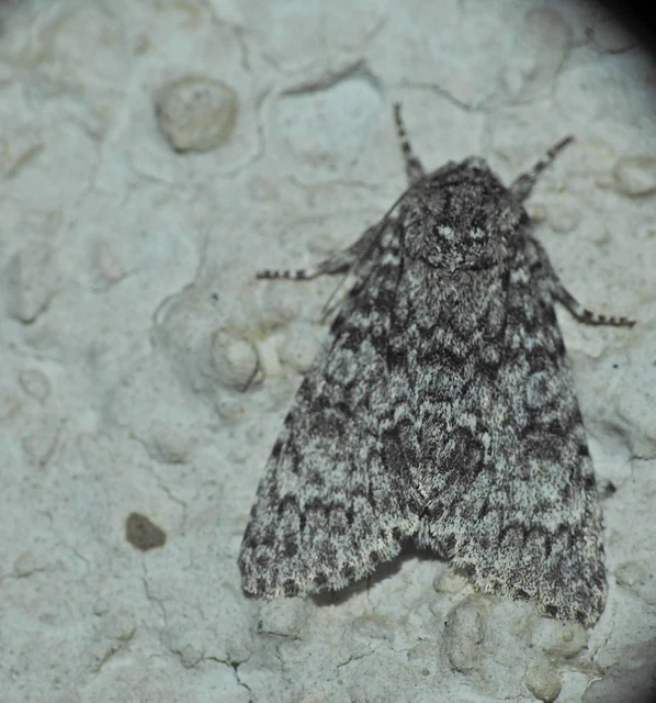 Acronicta megacephala - nagyfejű szigonyosbagoly