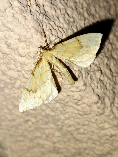 Eulithis pyraliata - sárga galajaraszoló