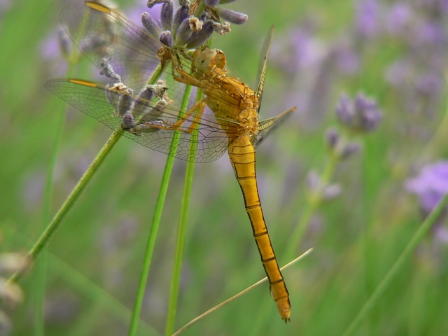 Orthetrum coerulescens - karcsú pásztorszitakötő