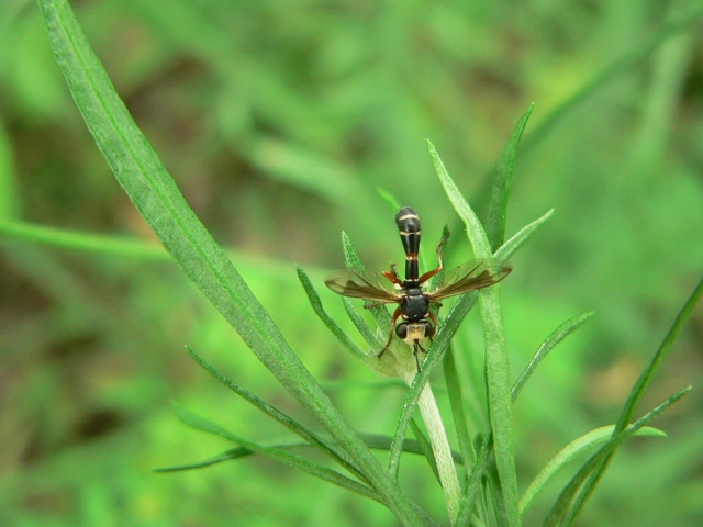 Physocephala