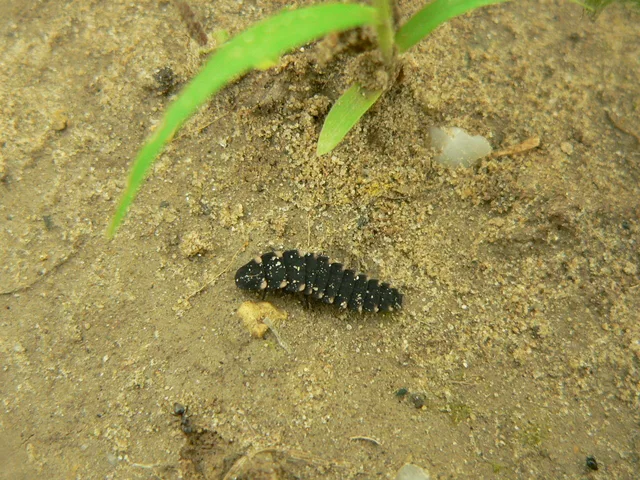 Lampyris noctiluca - nagy szentjánosbogár