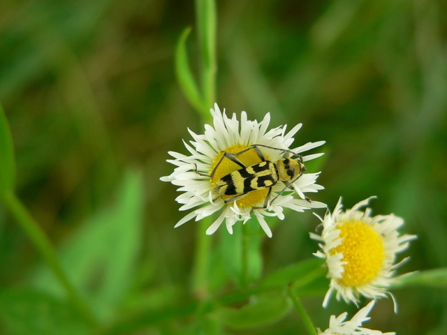 Chlorophorus varius - díszes darázscincér