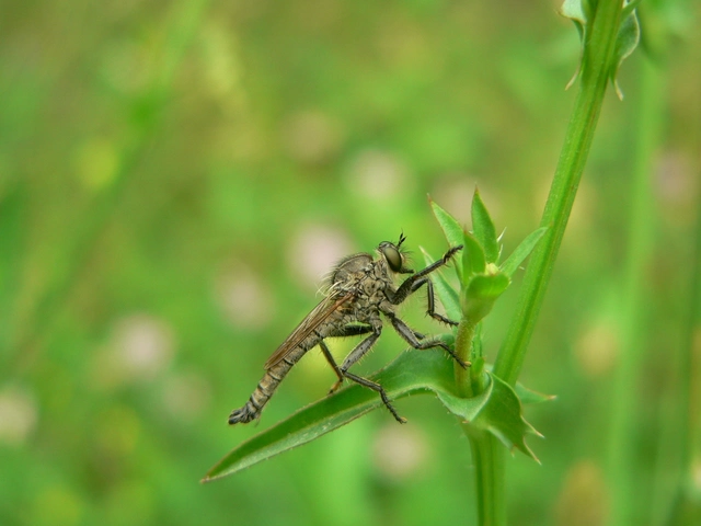 Asilinae