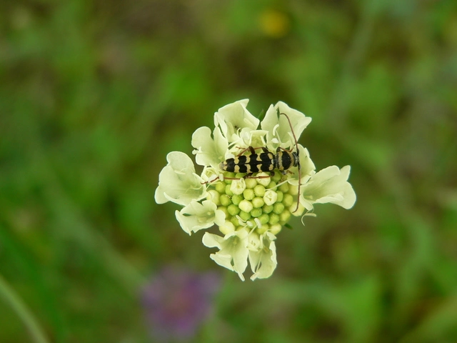Echinocerus floralis - lucerna-darázscincér