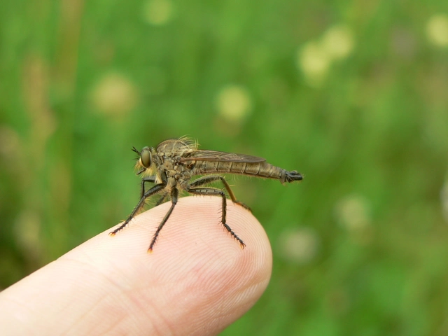 Asilinae