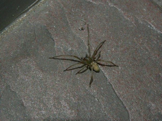 Cheiracanthium