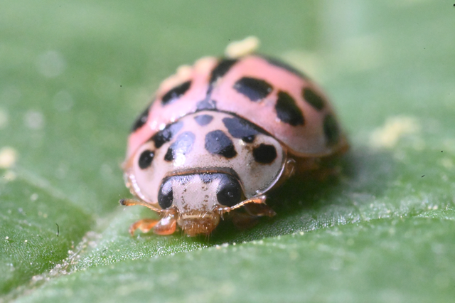 Oenopia conglobata - rózsás katica