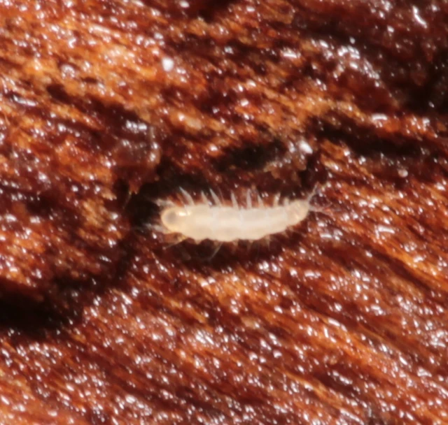 villáscsápúak (Pauropoda)