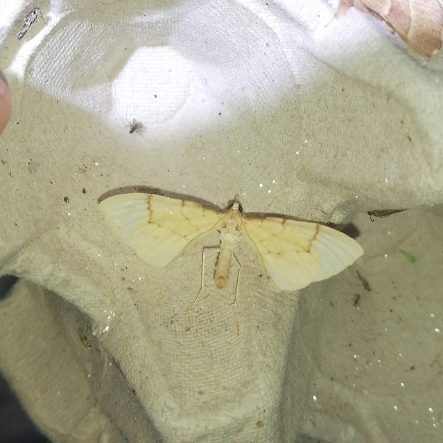 Eulithis pyraliata - sárga galajaraszoló