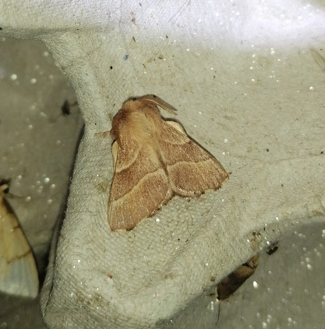Malacosoma neustria - gyűrűsszövő