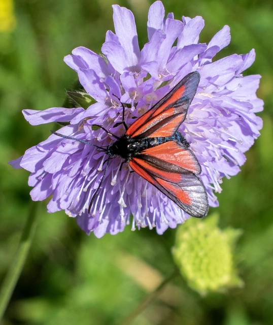 Zygaena osterodensis - ördögszem-csüngőlepke