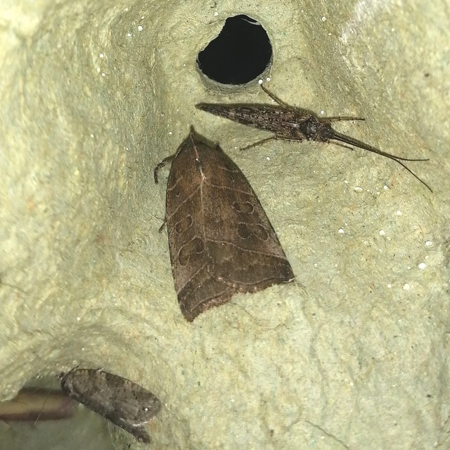 Ipimorpha retusa - sarlós fűzbagoly