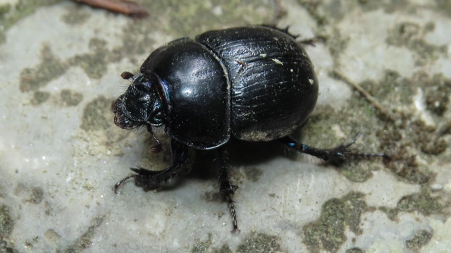 Anoplotrupes stercorosus - erdei álganéjtúró