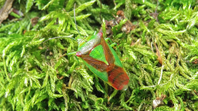 Acanthosoma haemorrhoidale - nagy dajkapoloska Acanthosoma haemorrhoidale - nagy dajkapoloska