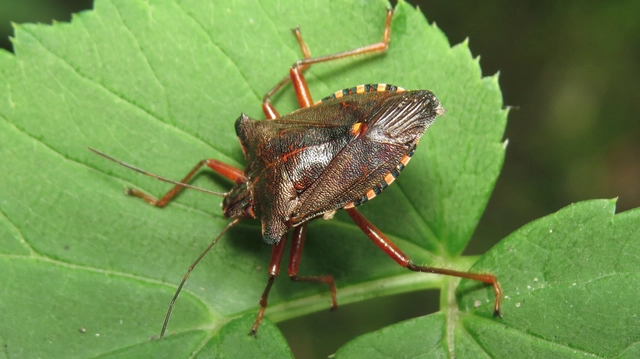 Pentatoma rufipes - vöröslábú címerespoloska Pentatoma rufipes - vöröslábú címerespoloska