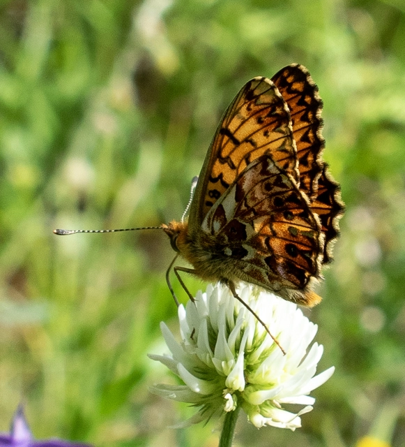 Boloria titania - lilás gyöngyházlepke