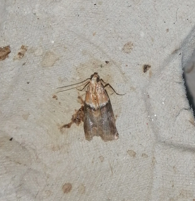 Acrobasis