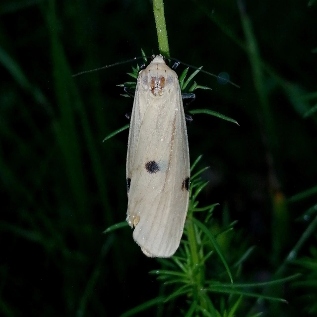 Lithosia quadra - négypettyes zuzmószövő