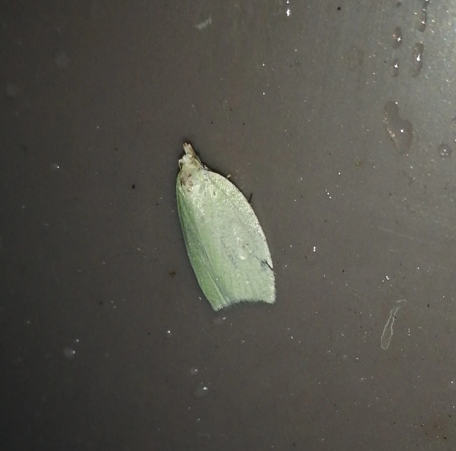 Tortrix viridana - tölgyilonca