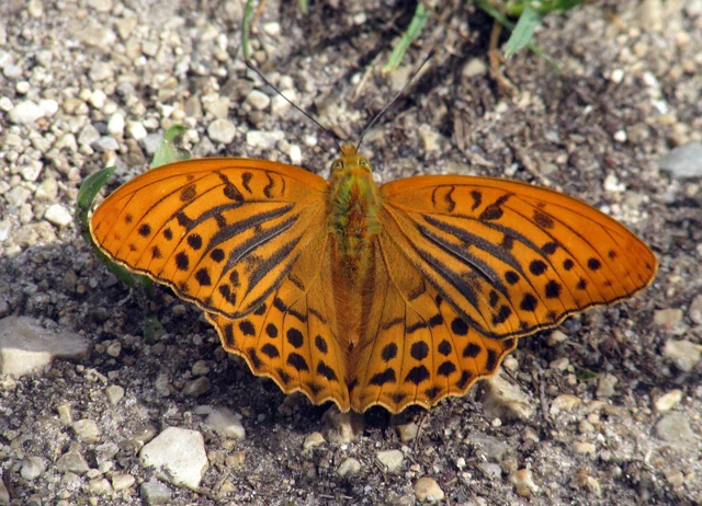 Argynnis paphia - nagy gyöngyházlepke
