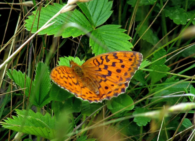 Brenthis daphne - málna-gyöngyházlepke