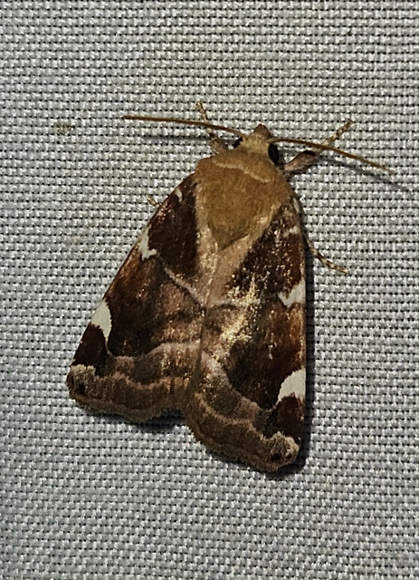 Cosmia diffinis - szilfa-lombbagoly