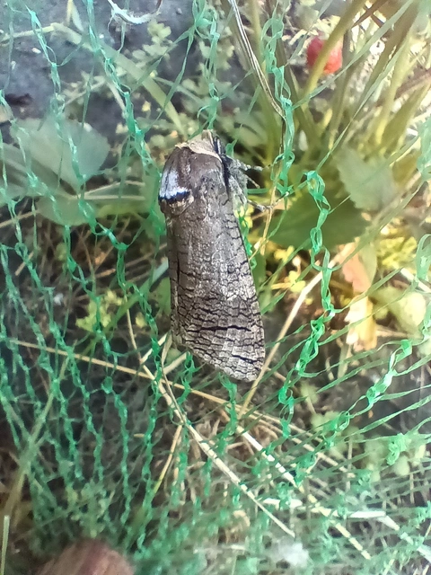 Cossus cossus - fűzfarontólepke
