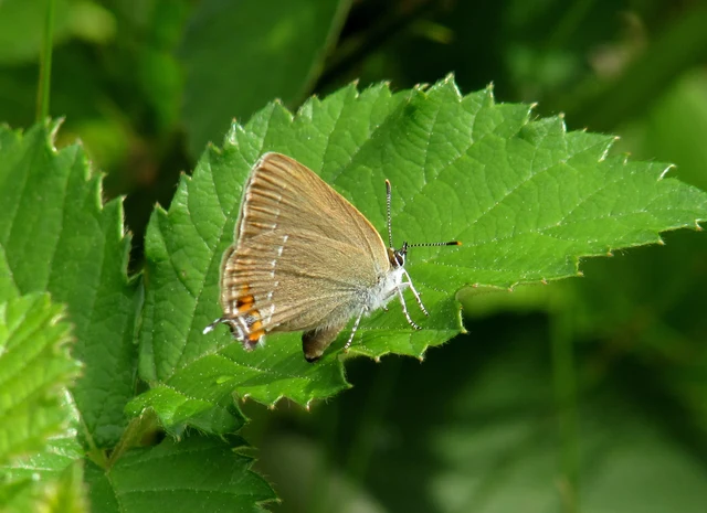 Satyrium acaciae - akác-csücsköslepke