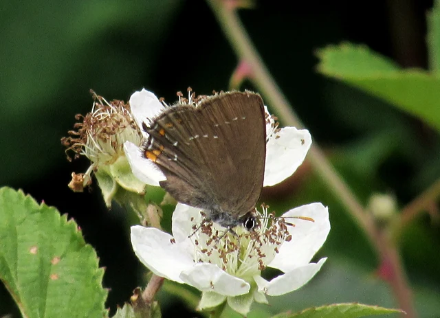 Satyrium ilicis - tölgyfa-csücsköslepke
