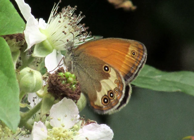 Coenonympha arcania - fehéröves szénalepke