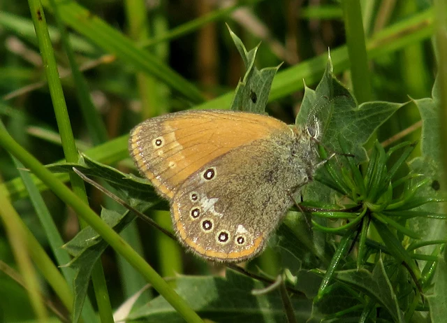 Coenonympha glycerion - közönséges szénalepke