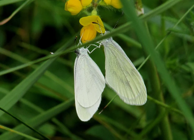 Leptidea sinapis - mustárlepke