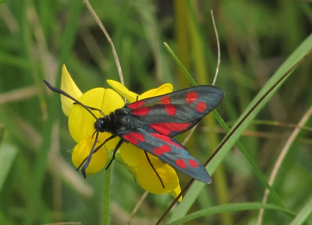 Zygaena filipendulae - acélszínű csüngőlepke